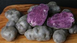 Фиолетовая картошка — полезные свойства овоща и способы выращивания