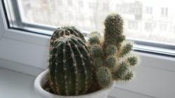 Kvitnúce kaktusy doma: ako rozkvitnúť?