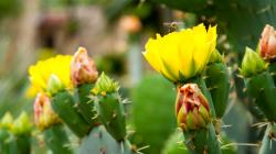 How domestic cacti bloom