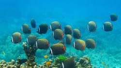 Coral reef.  Great Coral Reef.  The underwater world of coral reefs.  Reefs - what are they?  Barrier, coral reef Where coral reefs grow in tropical seas