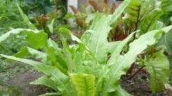Asparagus salad Uysun salad growing from seeds