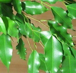 Ficus benjamina - a plant with glossy leaves