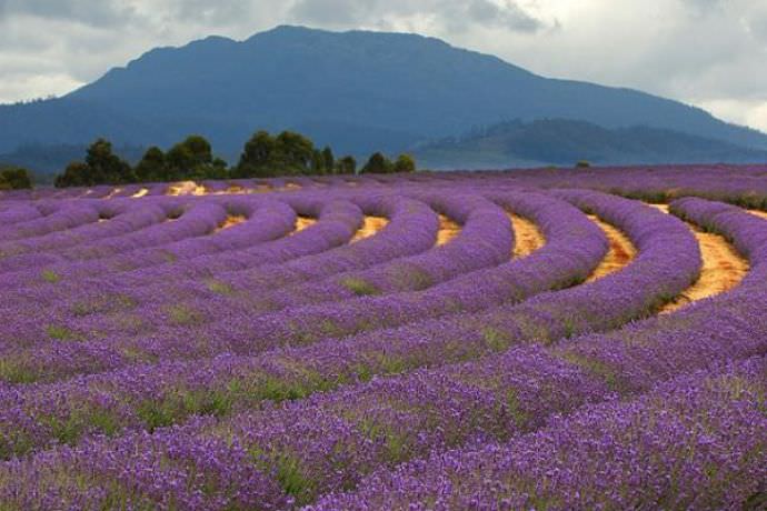 When to plant lavender in the ground in spring.  Lavender - planting and care in the open field, preparation for a sachet.