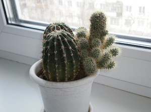 Cacti: budding and flowering.  Flowering cacti at home: how to make it bloom?