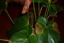 Why do anthurium leaves rust.  Why does anthurium have brown spots on leaves