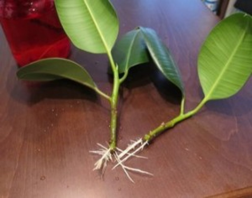 How to grow an air layer in a rubber ficus.  Reproduction of ficus at home