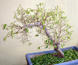 Why ficus benjamin sheds leaves what to do
