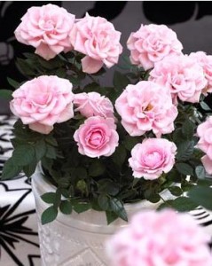 Особенности выращивания гибискуса: почему не цветет китайская роза. Почему китайская роза не цветет и сбрасывает листья