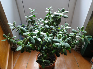 Crassula plant.  The money tree is a houseplant that attracts wealth.