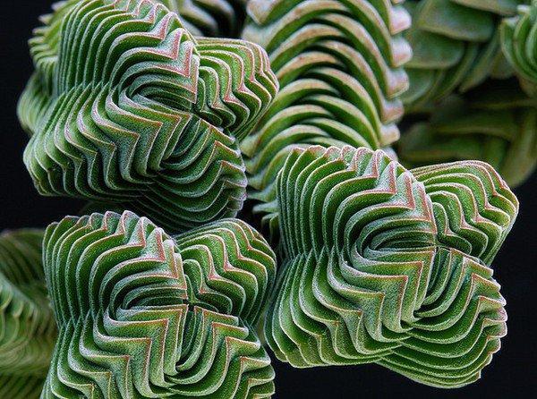 Exotic plants at home: cultivation, care.  The most unusual indoor plants.