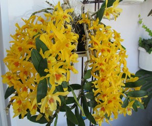 Orchid Dendrobium nobile – üllas kaunitar