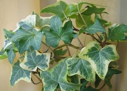 Is it possible to keep ivy hedera helix at home?  Hardy hedera: care at home all year round.