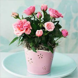 Indoor rose flowers how to care.  Home rose after purchase
