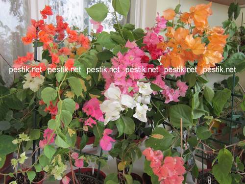 Цветущие и нецветущие комнатные растения. Фото и названия не цветущих комнатных растений