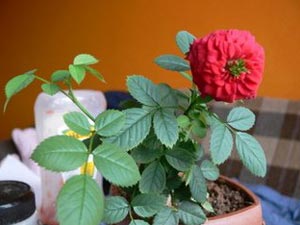 When and how to prune an indoor rose.  Home rose - the secrets of growing a flower on the windowsill
