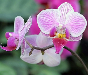 Phalaenopsis orhidee ei õitse, mida teha.  Looduslike stimulantide roll.  Mida teha, kui käpp on katki