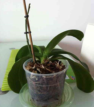 Orchid at home does not bloom what to do advice.  Why does the Phalaenopsis orchid not bloom?