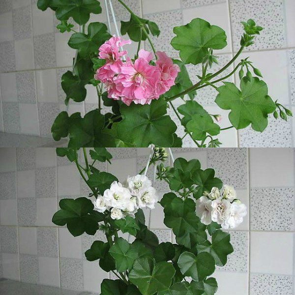 Geranium ivy: care for her, methods of reproduction