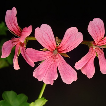 Pelargonium and geranium: difference, home care, types and reviews