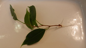Ficus dugványok szaporítása, levél és rétegezés
