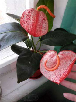 Anthurium alabama home care.  Why does the plant not bloom and dry?  The history of the appearance of anthurium