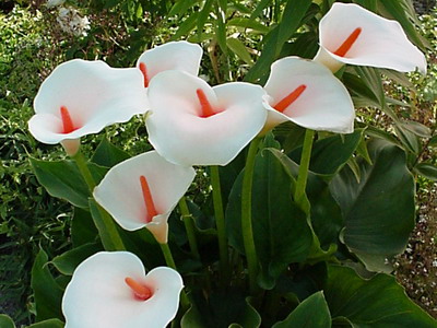 Decorative calla.  Decorative callas, growing and caring for them in the garden - these are the issues that we will pay special attention to.