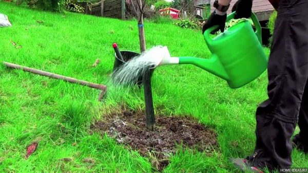 How to properly apply autumn fertilizer.  How to fertilize fruit trees in the fall.  Feeding certain types of trees