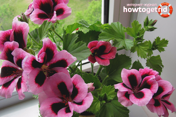 What to do does not bloom geranium at home.  No temperature fluctuations.  We 