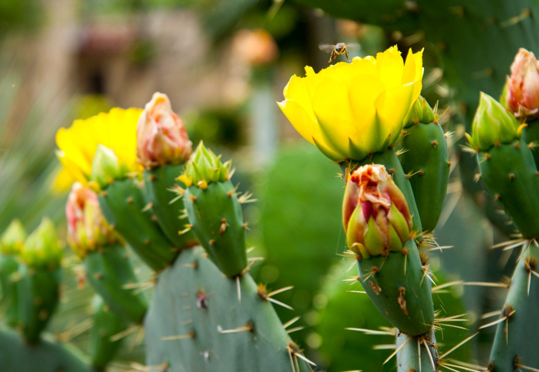 How domestic cacti bloom.  Watering after wintering.  natural habitats.
