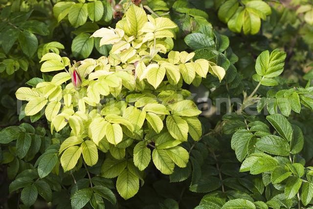 Why do rose leaves turn yellow in spring.  Why do rose leaves turn yellow, what to do in this case?  Home rose sheds leaves - what to do?
