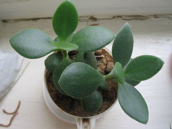 Crassula money tree reproduction.  Reproduction of a fat woman by a leaf.  Proper plant care